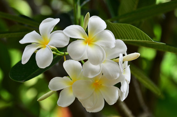 Frangipani flower on the tree