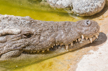 Close-up of the face of a Nile crocodile