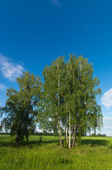 береза в поле летним днем