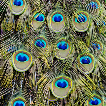 Peacock Feather Images – Browse 241,967 Stock Photos, Vectors, and Video