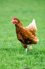 Braunes Huhn vor unscharf abgebildeten Hühnern auf Grünfläche