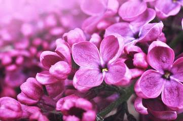 Naklejka na ściany i meble Purple lilac flowers