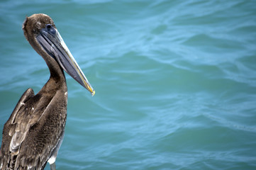 Pelican Sideview
