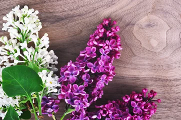 Photo sur Plexiglas Lilas Fleurs de lilas violet et blanc