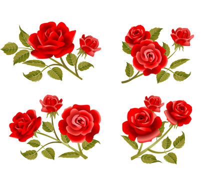 Vector rose buttonholes