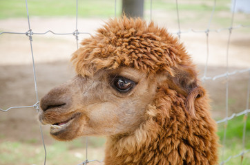 Alpaca,closeup of Alpaca