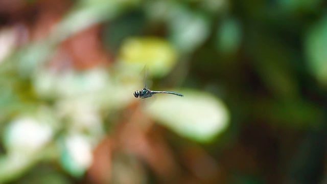 Darter Dragonfly close-up view in jungle rain forest 