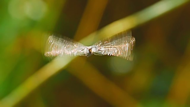 Close up slow motion shot of dragonfly wings movements 
