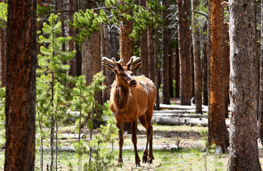Wapiti-Hirsch im Yellowstone NP, USA