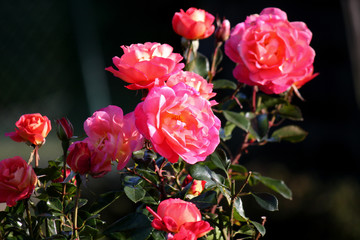 wild open red roses blossom