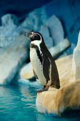 Fototapeta premium Penguin Humboldti