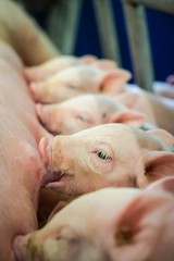 Ferkel am säugen. © Countrypixel