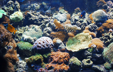 Coral reefs and tropical fishes at the bottom in the sunlight