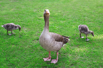 Gray goose mother with young goslings walking on the grass in su