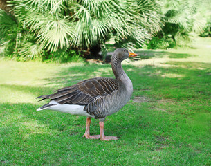 Gray goose walking on the grass in summer day