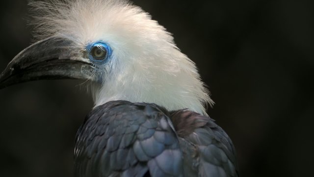 Hornbill tropical bird close up 4k video