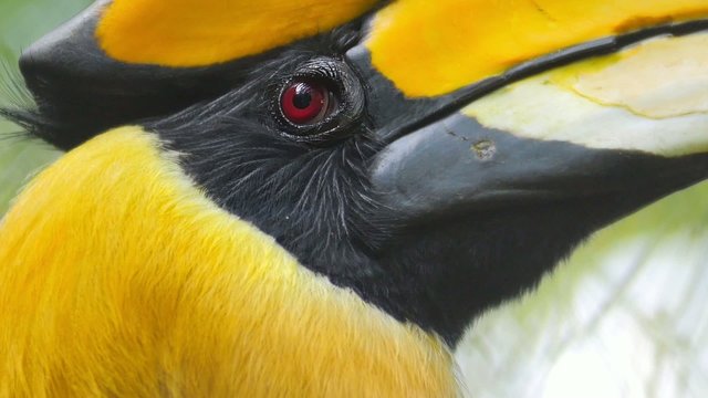 Wildlife tropical nature, close up view of exotic and colorful bird Hornbill 