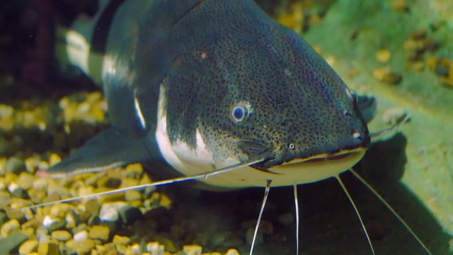 Catfish fish underwater video