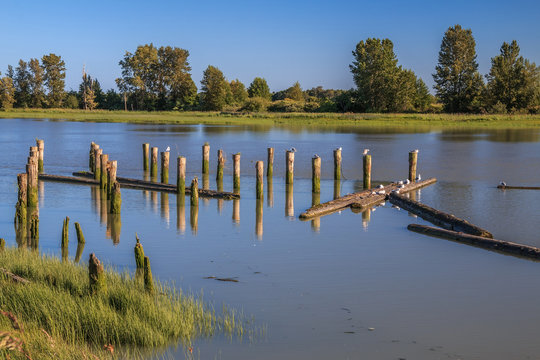 Old pilings in the Fraser River. Richmond BC, Canada.