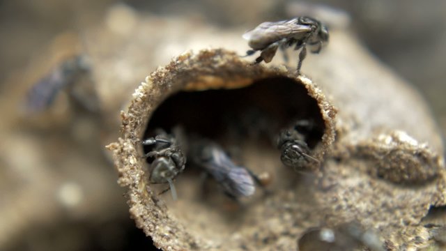 Small black bees Tetragonula in hive entrance