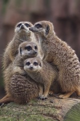 Fototapeta premium Meerkat Group Hug