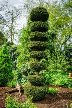 Kunstvoller Baumschnitt im Ziergarten.