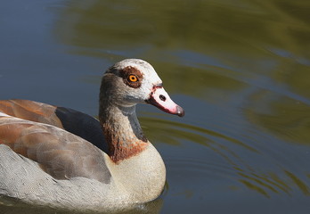 Portr&auml;t einer Nilgans