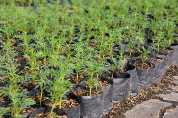 young plant