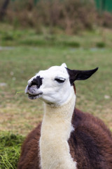 Obraz premium Lama