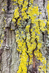 Tree bark
