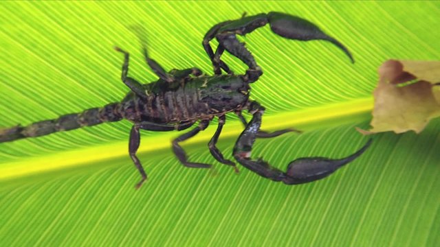 Scorpion in jungle rain forest. Venomous animal Heterometrus 