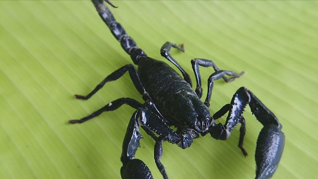 Scorpion in wildlife nature close up HD video footage
