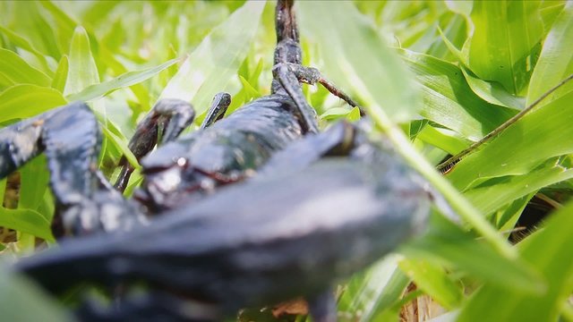 Caution, danger venomous animal on grass lawn. Macro HD video of giant scorpion