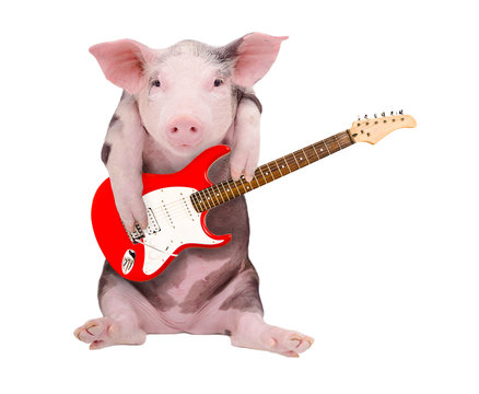Portrait of a pig who plays the the guitar
