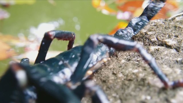 Macro HD video of arthropod scorpion - Heterometrus Spinifer in nature 