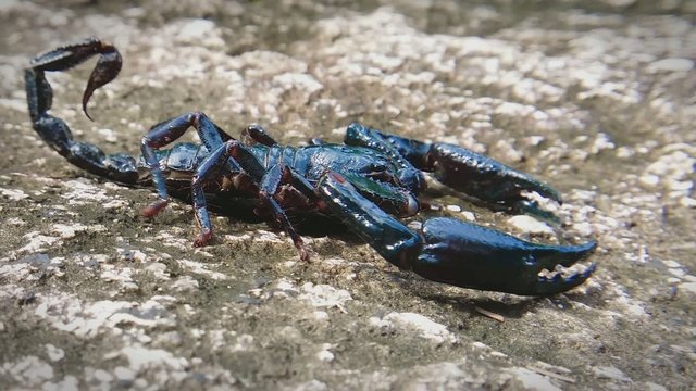 Scorpion Heterometrus close up HD video. Venomous animal in wild nature