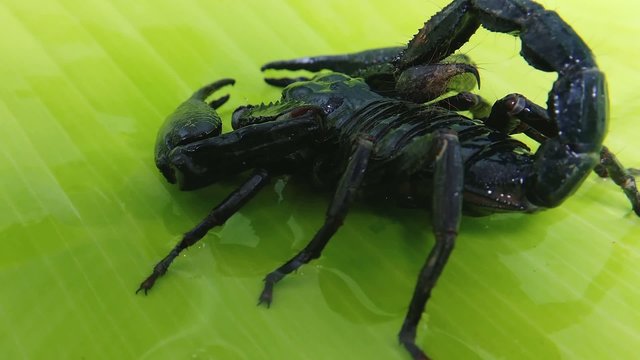 Dangerous scorpion in Thailand, Asia. Poisonous animal in jungle forest close up HD video
