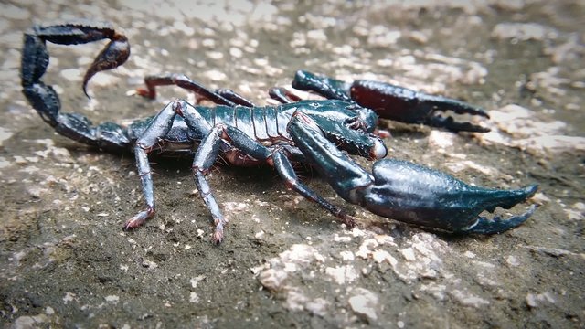 Heterometrus Spinifer - Asian scorpion, predatory arthropod animal in nature. HD video