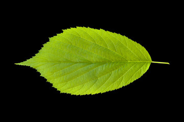 Raspberry leaves isolated