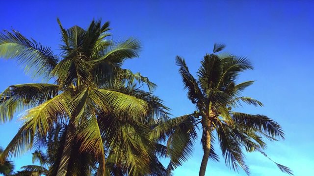 Palm trees on the beach with blue sky and wind. Tropical exotic background HD video footage