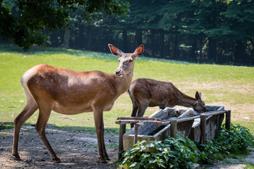 deer drinking