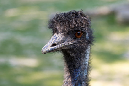 black ostrich