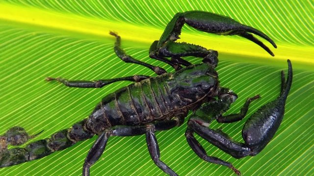 Scorpion in jungle forest on green leaf