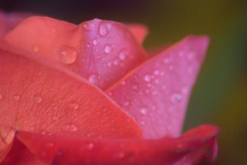 Wet rose