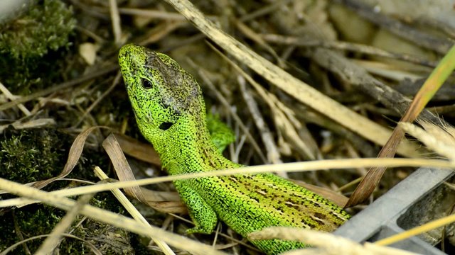 M&auml;nnliche Zauneidechse,Lacerta agilis im Balzkleid