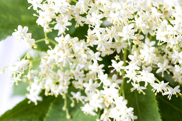 Elder Flowers