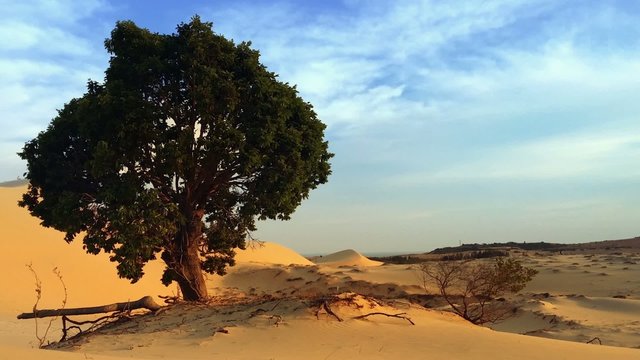 Tree in sand desert dunes in Vietnam