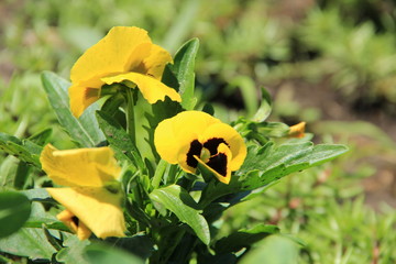 flowers in summer on a background of grass and leaves