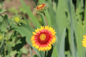 flowers in summer on a background of grass and leaves