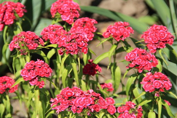 flowers in summer on a background of grass and leaves